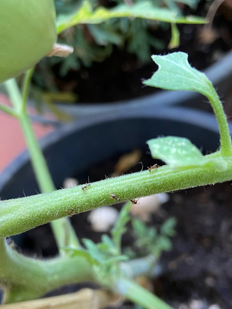 Eliminare I Pidocchi Dalle Piante La Cucina Di Azzurra